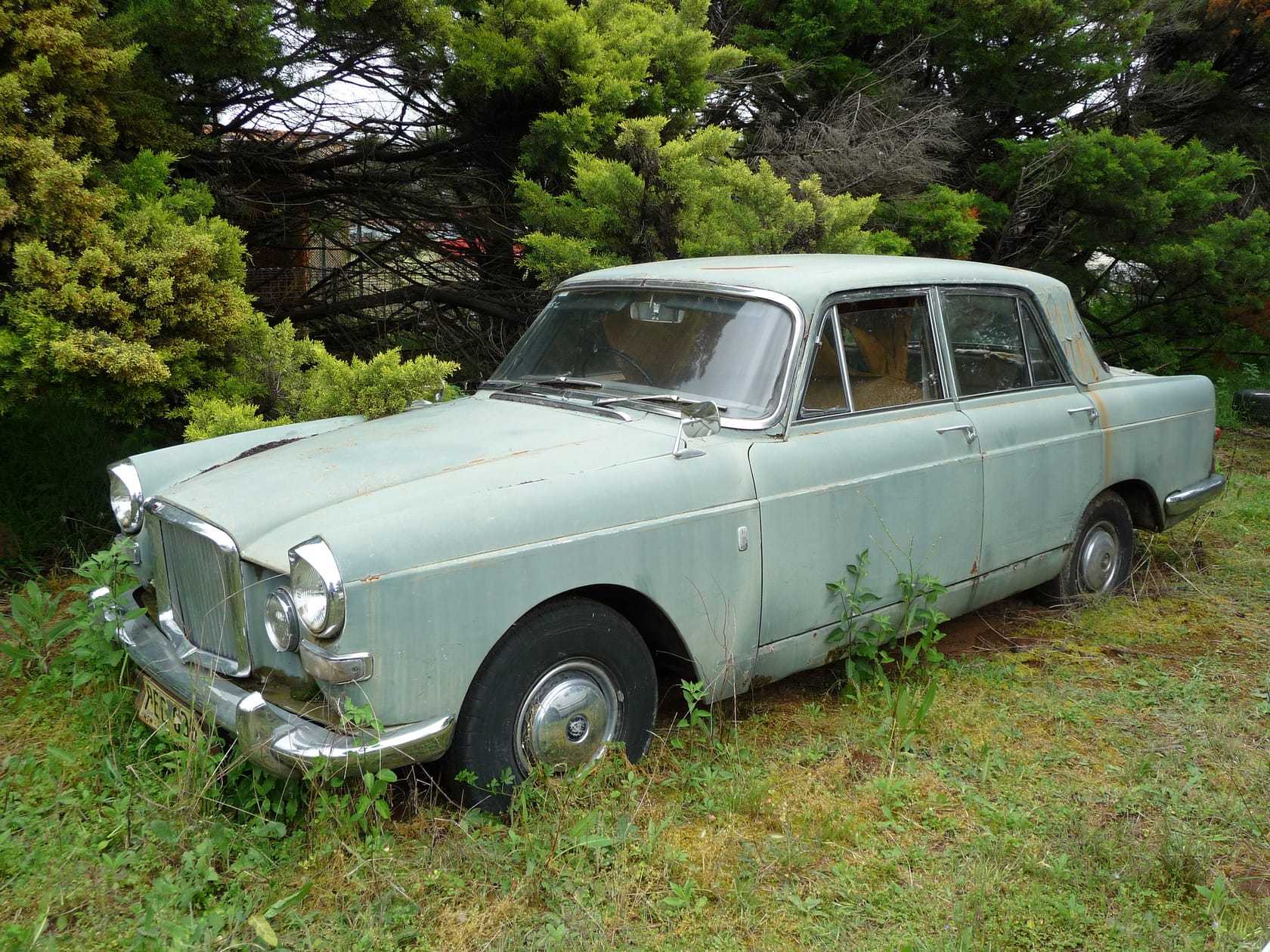 A pale green Vanden Plas Princess saloon sitting derelict in long grass under trees, its paint dulled and mossy