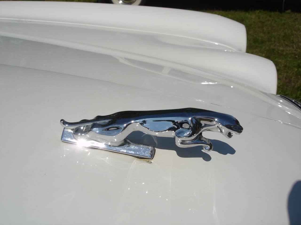 Close-up of the chromed leaping Jaguar mascot on the bonnet of a white car