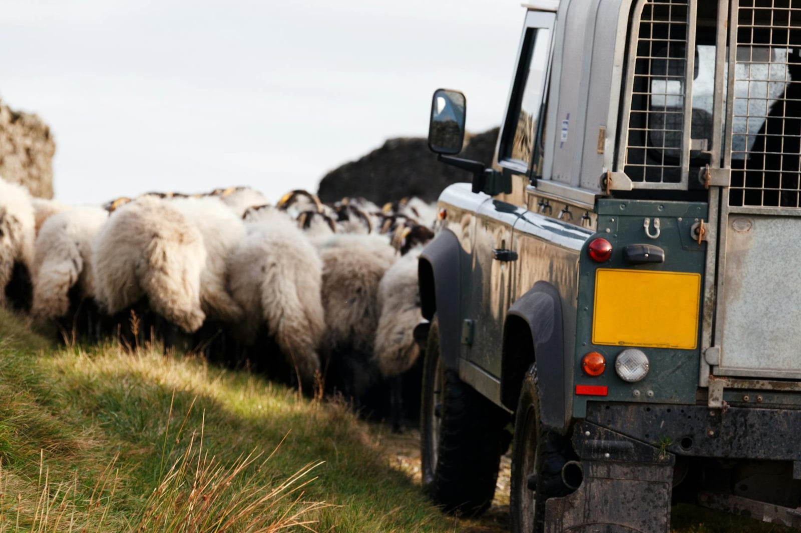 A Land Rover Defender moving a flock of sheep along a rural track