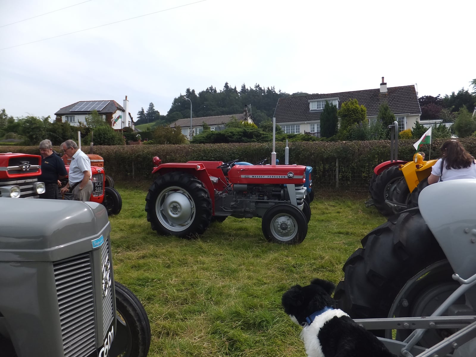 A red Massey Ferguson 135 at a village tractor show, grey Ferguson tractors and onlookers around it