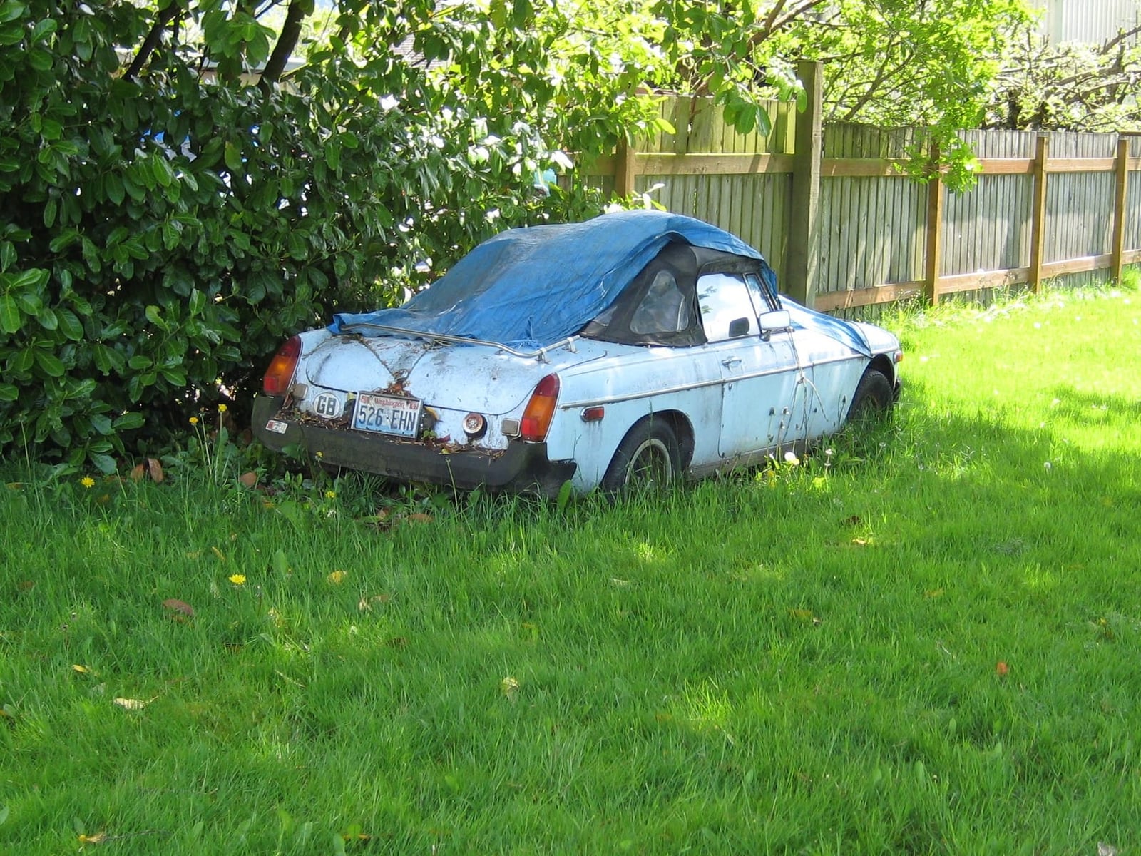 A faded blue rubber-bumper MGB roadster under a tarpaulin in a back garden, paint and chrome weathered